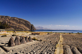 Cultures de fÃ¨ves sur les rivages du lac Titicaca
