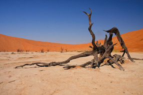 La Dead Vlei au milieu des dunes de Sossusvlei