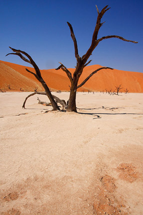 La Dead Vlei au milieu des dunes de Sossusvlei