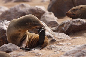 Les otaries de Walvis Bay - Namibie
