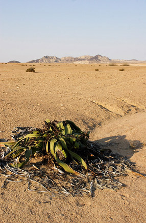 Une Welwitschia au milieu du dÃ©sert