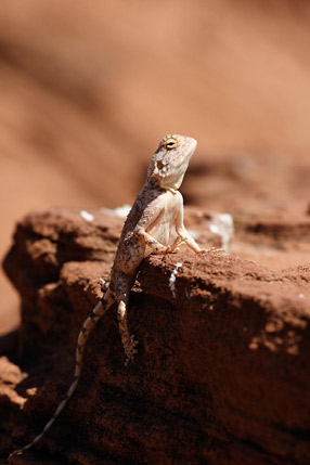 Un gecko qui prend le soleil - Damaraland