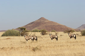 Oryx au Etendeka Mountain Camp - Damaraland