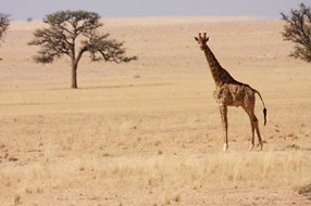  Girafe dans le Damaraland
