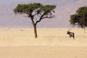 Oryx dans le Damaraland