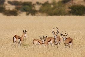 Un groupe de springbok