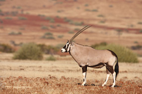 Oryx - Etendeka Mountain Camp - Damaraland