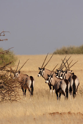 Oryx Ã  Etendeka Mountain Camp - Damaraland