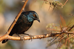 Starling - Damaraland