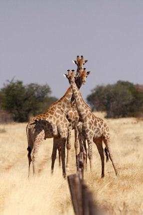 Girafes dans le Damaraland