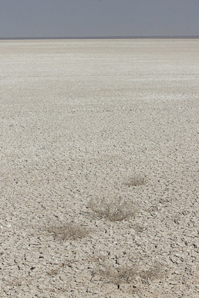 Le pan, dÃ©sert de sel - Etosha Park