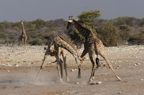 Un combat entre  girafes - Etosha Park