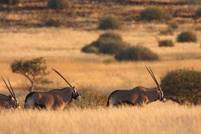 Oryx - Etosha Park