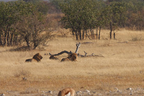Lions - Etosha Park