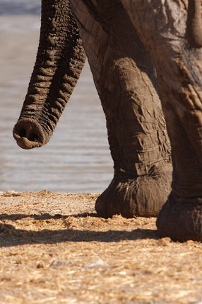 ElÃ©phants - Etosha Park