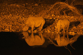 RhinocÃ©ros le soir au point d'eau - Okaukuejo - Etosha Park