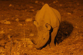 RhinocÃ©ros - Okaukuejo - Etosha Park