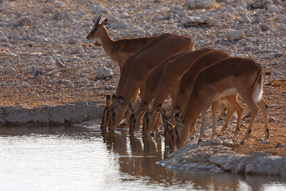 Impalas - Etosha Park