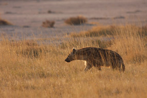 Une hyÃ¨ne en chasse - Etosha Park