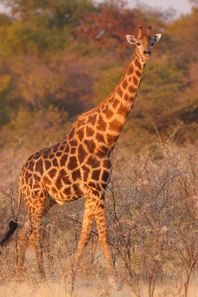 Girafes - Etosha Park