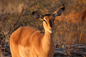 Impala - Etosha Park