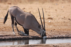Oryx - Etosha Park