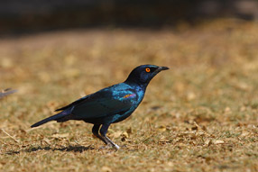 Cape Glossy Starling - Etosha Park