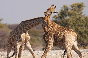 Affrontement entre 2 girafes - Etosha Park