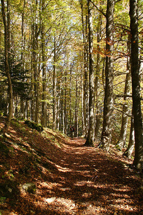 Ambiance forestière dans les Pyrénées