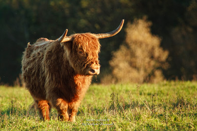Vache Highland dans les Landes