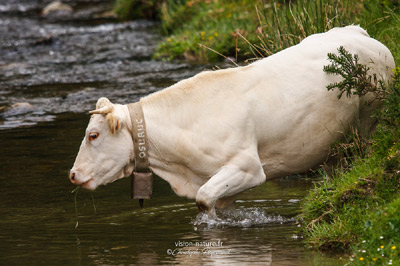 Vache sur les hauteurs du Pays Basque