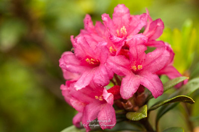 Fleur de rhododendron