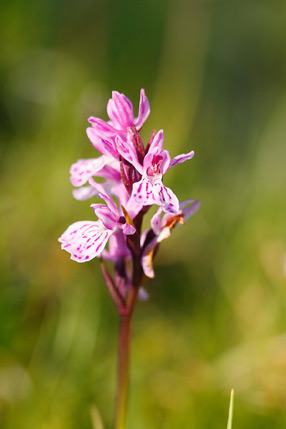 Orchis, Orchidée sauvage