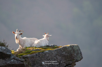 Chèvre sur les falaises basques