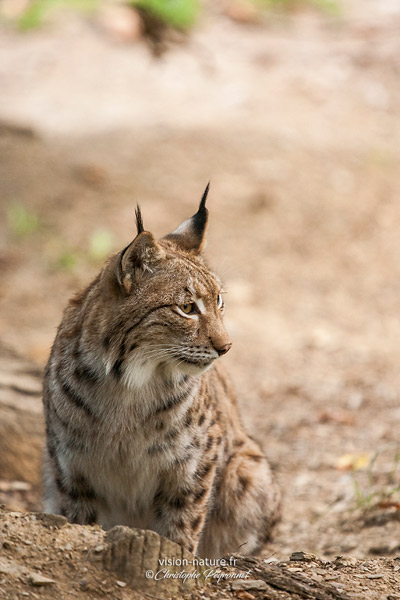 Lynx d'europe - En captivité