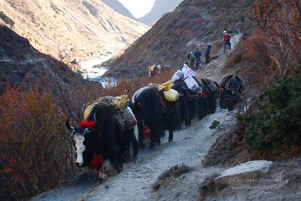 Népal 2011 - Carnet de voyage