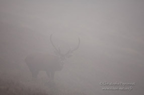 Pyrénées - Cerf dans le brouillard