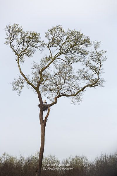 L arbre aux cigognes