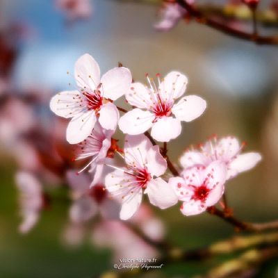 Fleurs de prunus - Cerisier à fleurs