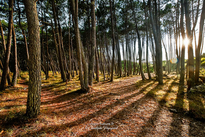 Cliquer pour agrandir la photo Foret de pins dans les Landes