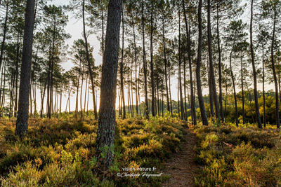 Cliquer pour agrandir la photo Foret de pins dans les Landes