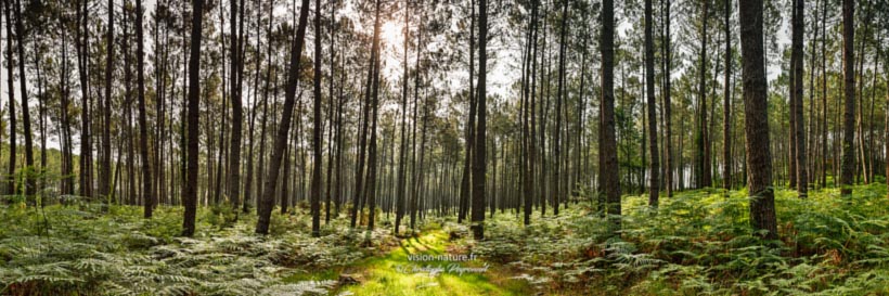 Cliquer pour agrandir la photo Foret de pins dans les Landes