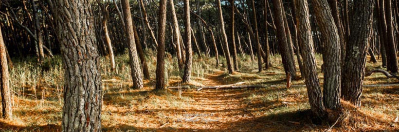 Cliquer pour agrandir la photo Foret de pins dans les Landes