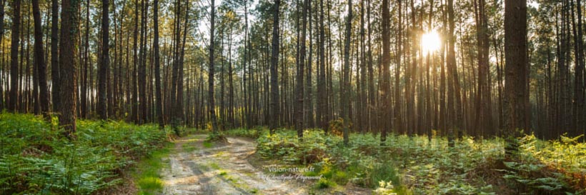 Cliquer pour agrandir la photo Foret de pins dans les Landes