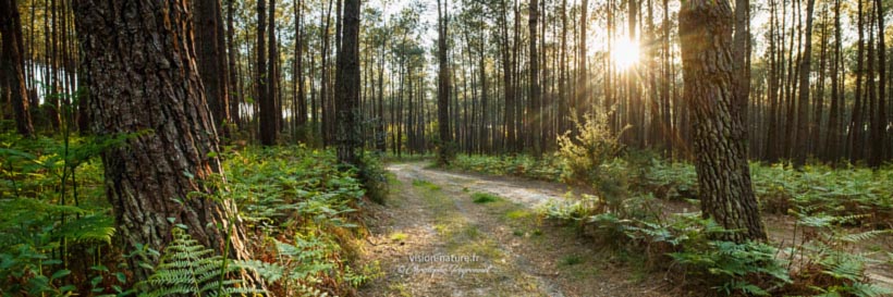 Cliquer pour agrandir la photo Foret de pins dans les Landes