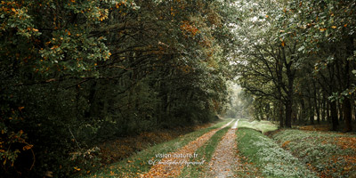 Cliquer pour agrandir la photo Chemin landais en Chalosse