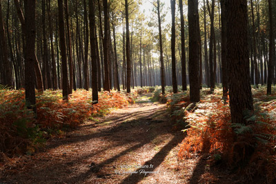 Cliquer pour agrandir la photo Foret de pins dans les Landes a l automne