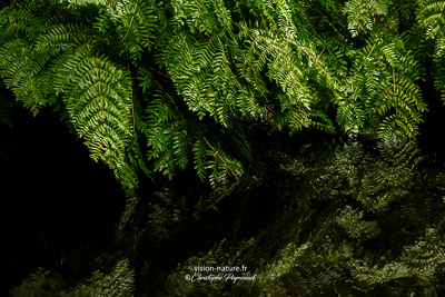 Cliquer pour agrandir la photo Graphisme des fougères