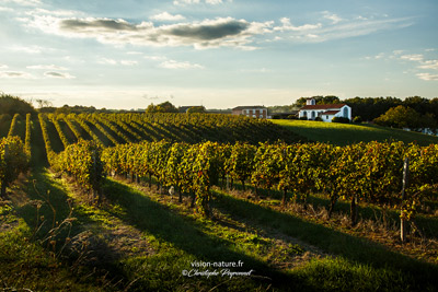 Cliquer pour agrandir la photo Paysage des vignes du Tursan