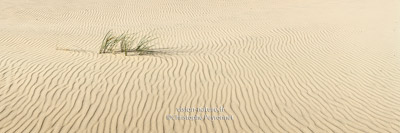 Cliquer pour agrandir la photo Graphisme dans les dunes